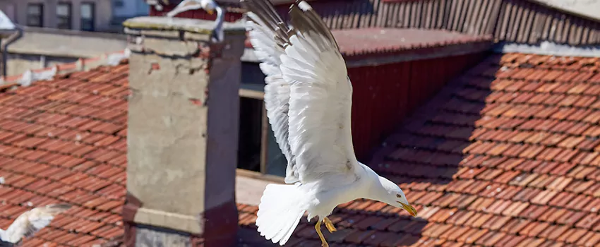 Residential Chimney Animal Removal Solution in DeSoto, TX