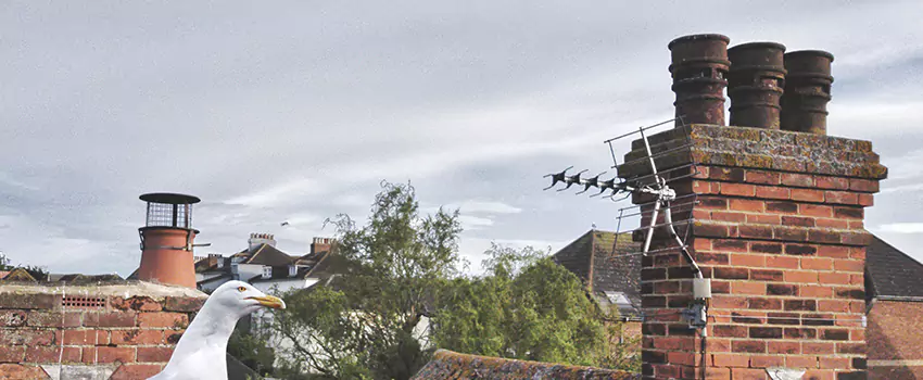 Chimney Cleaning And Restoration in DeSoto, Texas